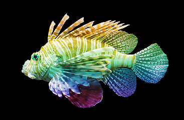 Image showing Pterois volitans, Lionfish - Isolated on black
