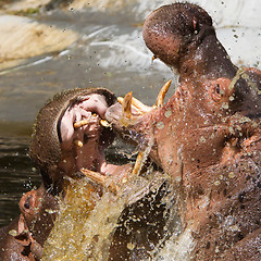 Image showing Two fighting hippos (Hippopotamus amphibius)