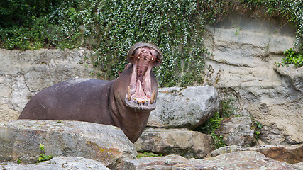 Image showing Hippopotamus with opened mouth