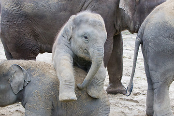 Image showing Two baby elephants playing in the sand