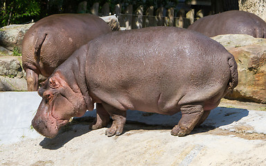 Image showing Large hippo (hippopotamus) 