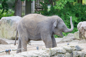 Image showing Baby elephant playing