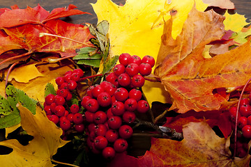 Image showing fall delight