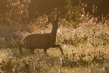 Image showing roebuck