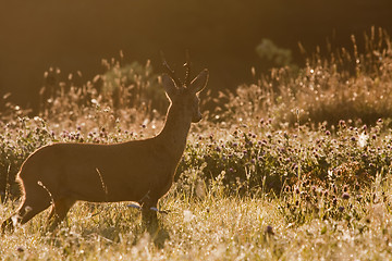 Image showing roebuck