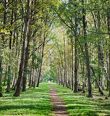 Image showing The deserted avenue shined by solar beams in autumn park