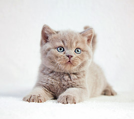 Image showing portrait of british short hair kitten