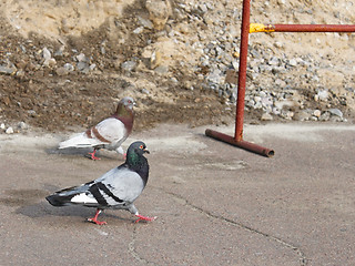 Image showing Two pigeons on the asphalt
