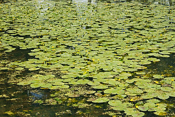 Image showing Blooming yellow water lily