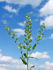 Image showing Field Pennycress plant