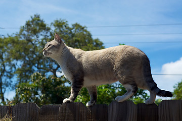 Image showing cat on fence in profile