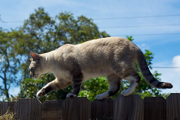 Image showing tomcat walking on fence