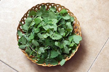 Image showing wicker bowl of fresh catnip