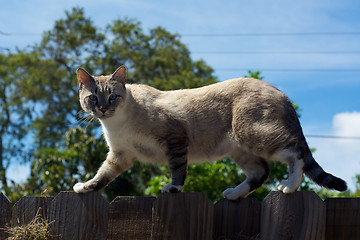 Image showing wild cat on fence looking at viewer