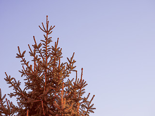 Image showing Retro look Pine tree