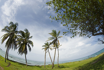 Image showing  corn island north end beach fish-eye