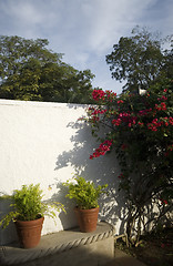 Image showing tropical flowers white wall