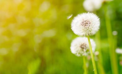 Image showing Dandelion on fresh green background