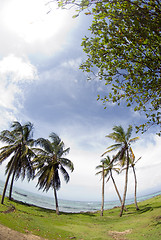 Image showing corn island north end beach fish-eye