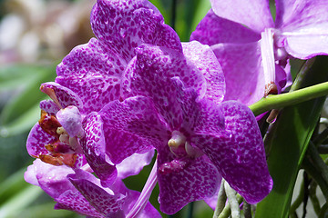 Image showing Vanda, Orchid