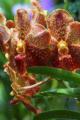 Image showing Vanda, Orchid