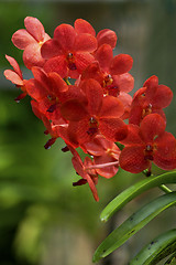 Image showing Vanda, Orchid