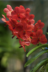 Image showing Vanda, Orchid