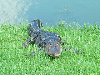 Image showing Alligator