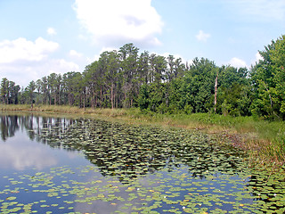 Image showing Lily pads and Trees