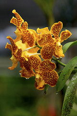 Image showing Vanda, Orchid