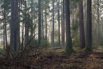 Image showing Coniferous stand of Bialowieza Forest in morning