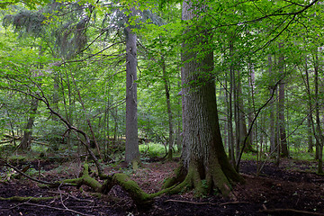 Image showing Primeval deciduous stand of Bialowieza Forest