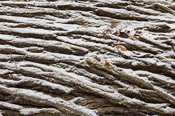 Image showing Old oak bark in snow