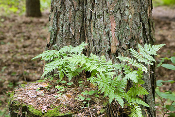 Image showing Small fern growing up on pine stump