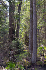 Image showing Old alder trees among spruces in springtime