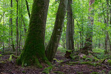 Image showing Group of old trees in summertime stand