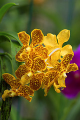 Image showing Vanda, Orchid