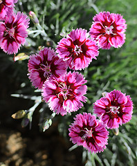 Image showing Bold pink carnations