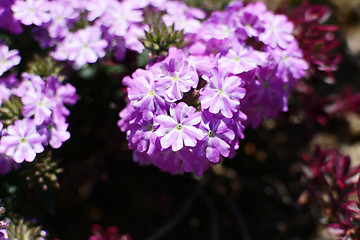 Image showing White and lilac verbena flowers