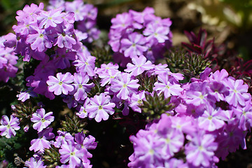 Image showing Mauve and white striped verbena flowers