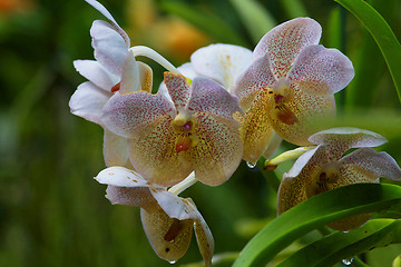 Image showing Vanda, Orchid