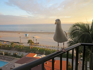 Image showing Seagull Sunset