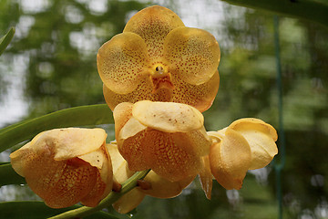 Image showing Vanda, Orchid