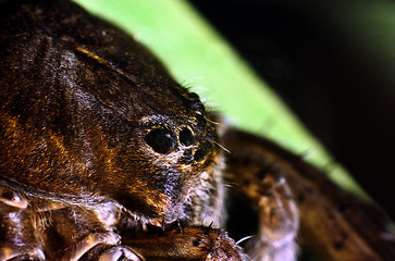 Image showing Raft spider close up. Dolomedes fimbriatus.