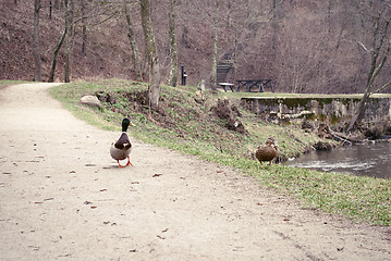 Image showing ducks on the road near river