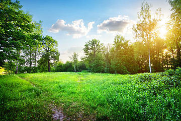 Image showing Birches on meadow