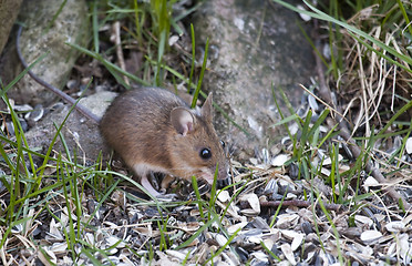 Image showing garden mouse