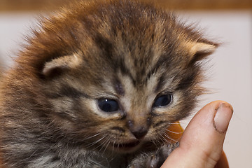 Image showing kitten