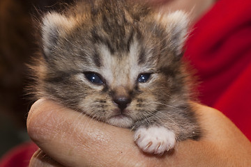 Image showing kitten