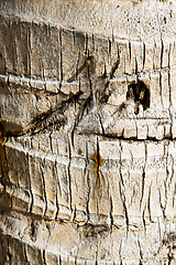 Image showing  bark in kho  isle white   tree    thailand   